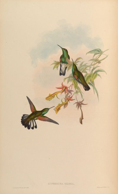 Eupherusa eximia de John Gould